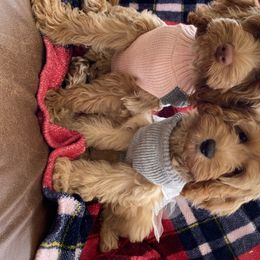 Australian Labradoodle Puppies from Majestic Labradoodles