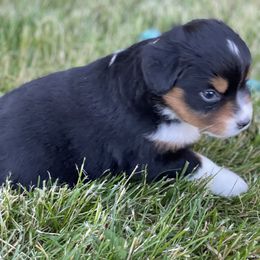 Miniature Australian Shepherd Puppies from Yaw's Mini Aussies