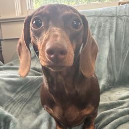 Dixon - Dachshund