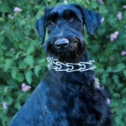 Giant Schnauzers from Olympian Giant Schnauzers