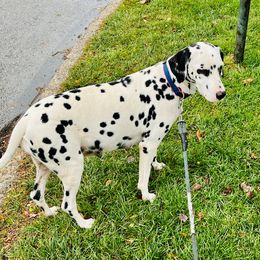 Monica - Dalmatian
