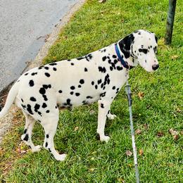 Monica - Dalmatian