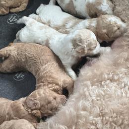 Bernedoodle, Cockapoo, and Goldendoodle Puppies from Avery Doodle Day LLC