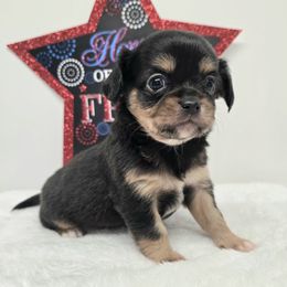 Luca - Black and tan male Chihuahua puppy in Clinton, Missouri from RockyTop Hearts