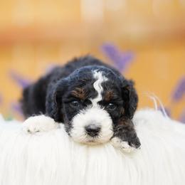 Parker - Tri-color male Bernedoodle puppy in Spokane, Washington from Lilac City Doodles