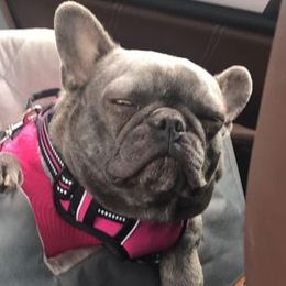 French Bulldogs from Chauve Souris Bulldogs