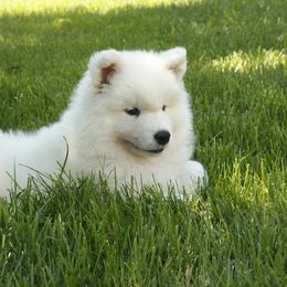 Samoyed and Shiba Inu Puppies from Wintermist Samoyeds