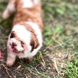 Chester - Shichon