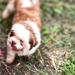 Chester - Shichon