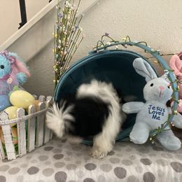 Shih Tzu Puppies from Little Lions West