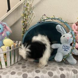 Shih Tzu Puppies from Little Lions West