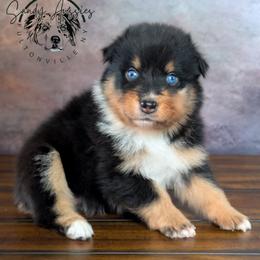 Nova - Black tri-color female Australian Shepherd puppy in Fultonville, New York from Sandy Aussies & Pomeranians