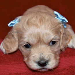 Cavapoo and Cockapoo Puppies from Clearview Canines