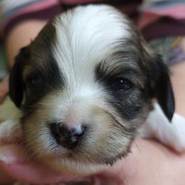 Cow Tales - Chocolate sable male Havanese puppy in Mocksville, North Carolina from A New Hope Havanese