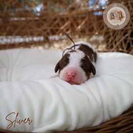 Boy 4 - male Bernedoodle puppy in Fort Myers, Florida from Little Golden Farm