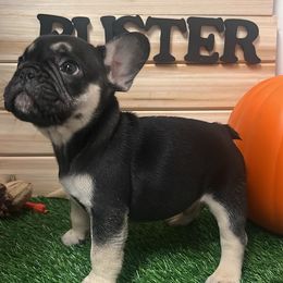 Buster - French Bulldog puppy from Frenchie Select