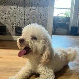 "dad Noodle" Poodle Puppies from Willow Lake Mini Pups