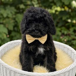 Astyn - Black male Cockapoo puppy in Lebanon, Kentucky from Mosaic Merle Doodles
