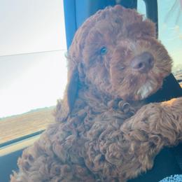 Smooch - Red male Bernedoodle puppy in Sherman, Illinois from Shirl Doodle Life