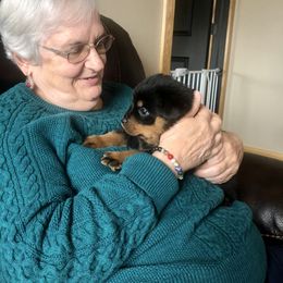 Rottweiler Puppies from Amy Osborne