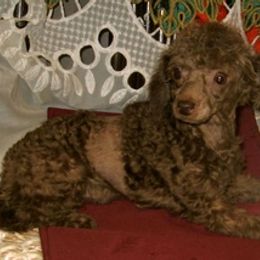 Pomeranians, Poodles, and Yorkshire Terriers from Las Vegas Paws