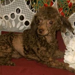 Pomeranians, Poodles, and Yorkshire Terriers from Las Vegas Paws