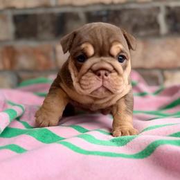 Girl 2 - Chocolate tri-color female Bulldog puppy in Hernando, Mississippi from Blues City Bulldogs