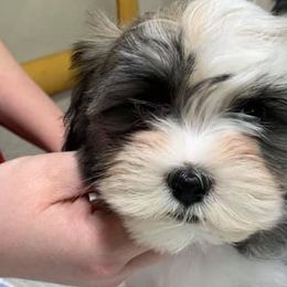 Havanese from Pam Baird's Havanese Puppies