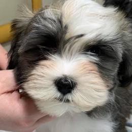 Havanese from Pam Baird's Havanese Puppies