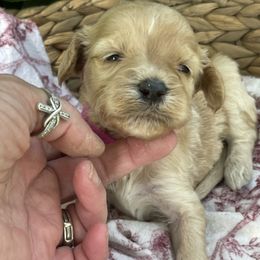 Girl 2 - female Irish Doodle puppy in Home, Pennsylvania from Plum Creek Acres Next Generation