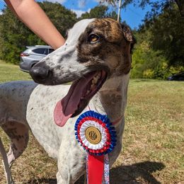 Greyhounds from Ashley's Greyhounds