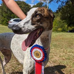 Greyhounds from Ashley's Greyhounds