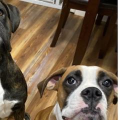Boxers from Esquivel Boxers