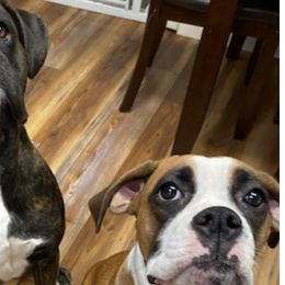 Boxers from Esquivel Boxers