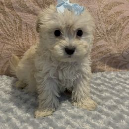 Yorkipoo puppies from Quality Poms and Yorkshire Terriers of Las vegas