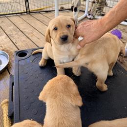 Boy 2 - Yellow male Labrador Retriever puppy in Stafford, Virginia from Debandles Kennels