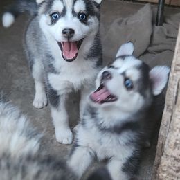 Pomsky Puppies from Pomsky Play-ce