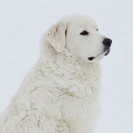 Diana  - Great Pyrenees