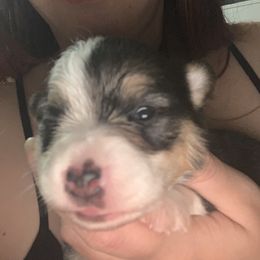 American Corgi and Pembroke Welsh Corgi Puppies from Chaotic Corgi’s