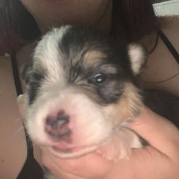 American Corgi and Pembroke Welsh Corgi Puppies from Chaotic Corgi’s