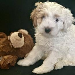 Cavapoo Puppies from Molly n Friends