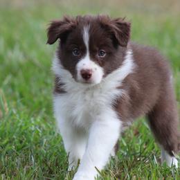 Girl 2 - Red female Border Collie puppy in Tylertown, Mississippi from Cool Meadow Farms