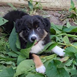 Australian Shepherd Puppies from Firelight Australian Shepherds