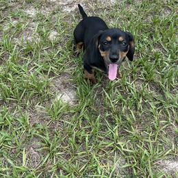 Dachshund Puppies from Tara Dunnam