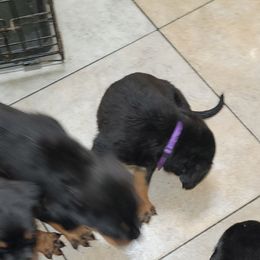 Rottweiler Puppies from Von Haus of Pearl