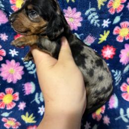 Mazy - Dapple female Dachshund puppy in Springfield, Tennessee from Savannah’s Doxie Palace