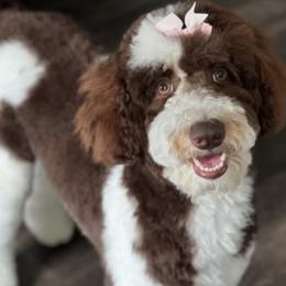 Kali - Goldendoodle