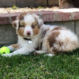 Australian Shepherds from Settlers Aussies and Dobies
