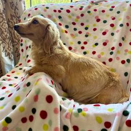 Red - Dachshund