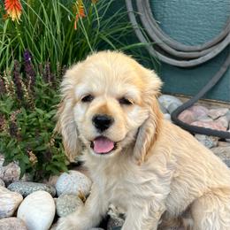 Boy 4 - Buff male Cocker Spaniel puppy in Trinidad, Colorado from Sweet Cockers
